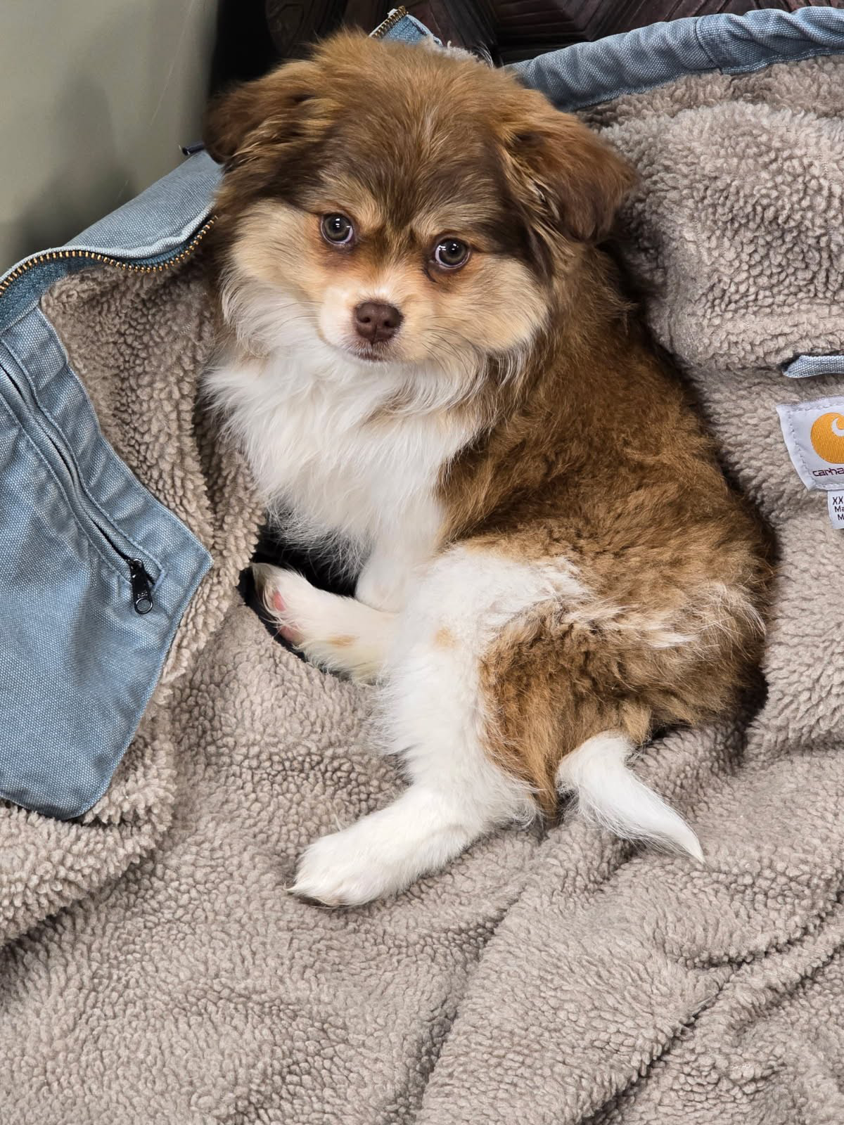 Brown and white fluffy dog resting on a soft blanket, emphasizing Mike & Dave's Pro Marine's pet-friendly environment.